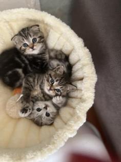 Bkh kitten Black Silver Tabby cl. Whiskas mit Stammbaum