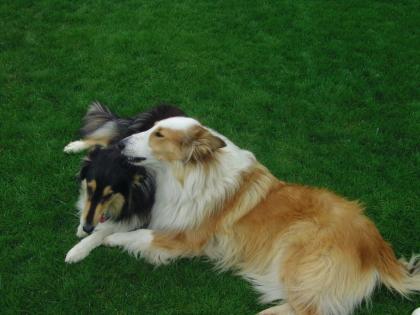 Colliewelpen mit Familienanschluss
