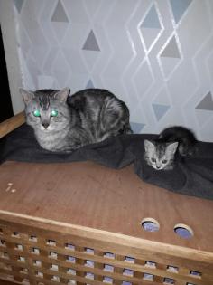 Katzenbabys Mix