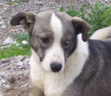 Pfötchenhilfe Rhodos sucht für Husky-Mischling Tina ein neues Zuhause