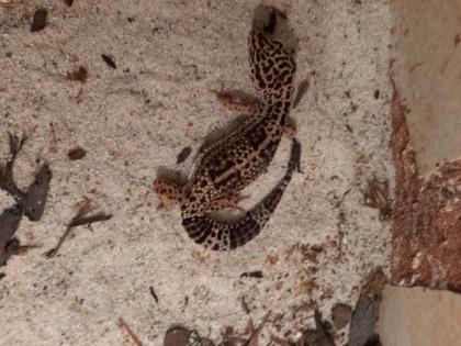 Leopardgeckos mit Terrarium