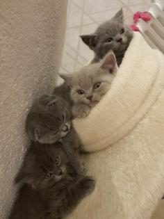 Bkh Kitten