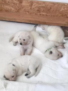 Berger Blanc Suisse langstock