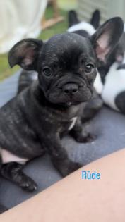 7 Französische Retro Bulldoggen Welpen
