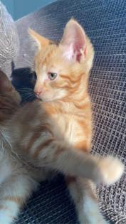 Katzenbabys Kitten 12 Wochen alt