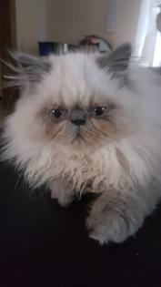 Perser, Jungtier, Kater, Colourpoint, blaue Augen