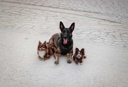 Malinois Welpen mit Ahnentafel