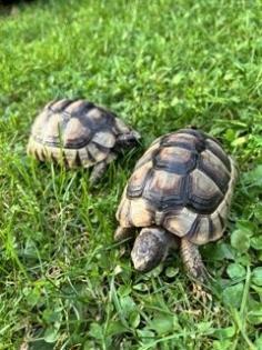 Schildkröten 2 Breitbandschildis abzugeben