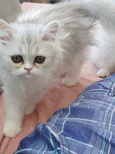 Perser Katzen suchen neues Zuhause
