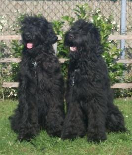 Schwarze Terrier