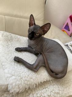 Sphynx Kater