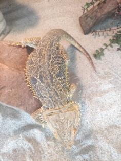 Bartagame mit Terrarium und viel Zubehör