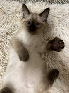 Kitten Siam / Balinese