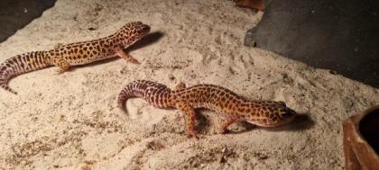 2 Leopardengeckos abzugeben