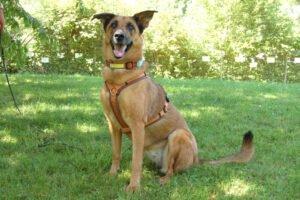 Amy-Ma - weiblich 7 Jahre 59 cm 31 kg Mali-Schäferhund-Mix Gechipt Nicht kastriert