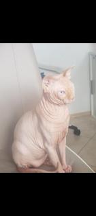 Sphynk Kitten
