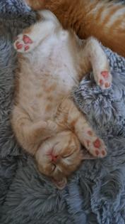 Bkh Red-tabby-kater, Black-silver-tabby-kater