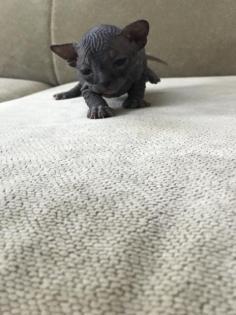 Elf Sphynx und Sphynx Kitten