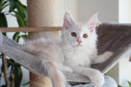 Maine Coon Kitten black silver torbie und red silver sehr hell mit Stammbaum