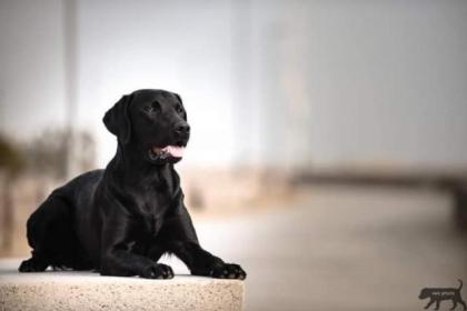 Labrador Retriever Welpen vom Sauboden FCI
