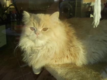Biete Perser Mix Kater inkl. Kratzbaum, Toilette, Streu, Futter