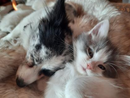 Maine coon Ragdoll Edelmix Kitten suchen tolles neues Zuhause