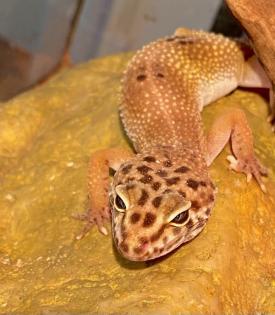 4 Leopardengekkos Männchen Handzahm mit oder ohne Terrarium / EINZELN ODER ALS GRUPPE