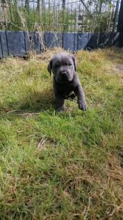 Tolle Cane Corso Welpen
