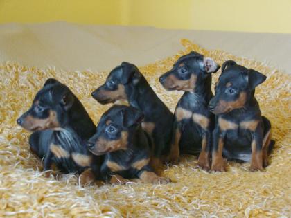 Zwergpinscher black and tan mit FCI Abstammung