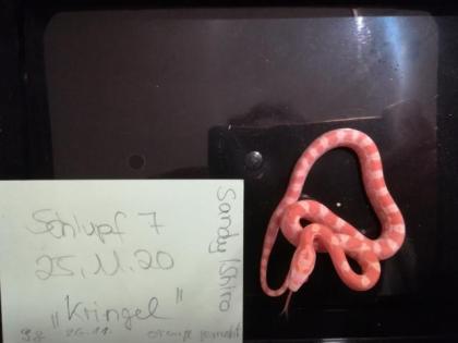 Kornnatter Pantherophis guttatus Jungtiere