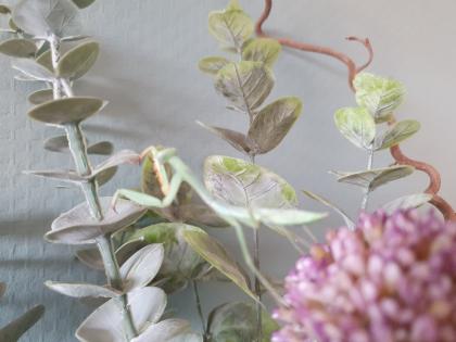 Gottesanbeterin /Mantide Hierodula venosa