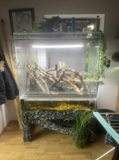 Krokodile Höckerschwanz Echse mit Paludarium