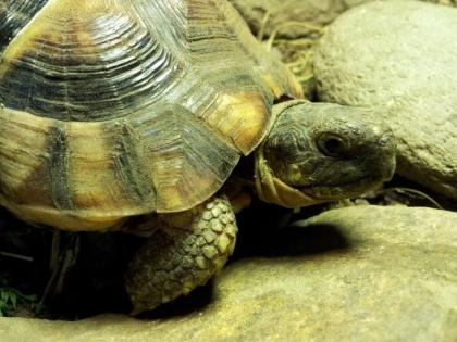 Breitrandschildkröte