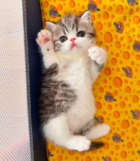 Exotic Shorthair Kitten männlich Fibie sucht eine neue Familie - mit Stammbaum