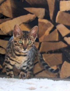 Traumhaft schön gezeichnete Bengal Kitten