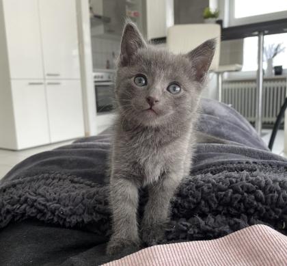 Reinrassige Russisch blau Kitten