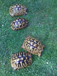 Landschildkröten Weibchen THB