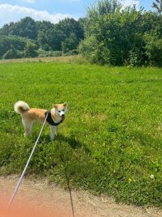 Akita inu sucht ein nettes neues Zuhause