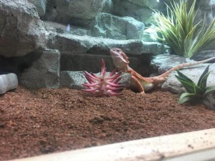 Red Hypo het. Trans female