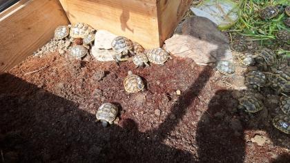 Maurische Landschildkröten