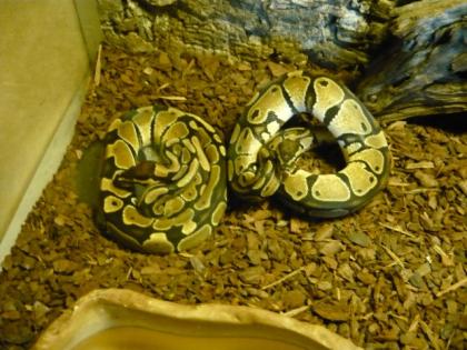 Königspython het. Albino Zuchtgruppe