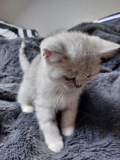 Reinrassige BKH Kitten zu verkaufen