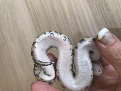 Lemon Pastel Granite HDGW Fader 50 het. Piebald 4 female python regius