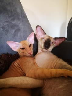 Peterbald Sphynx Siam Orientalisch Kurzhaar Kater