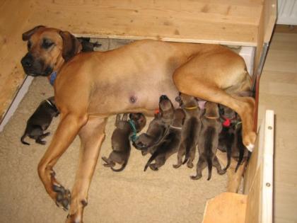 Rhodesian Ridgebackwelpen m. Papiere