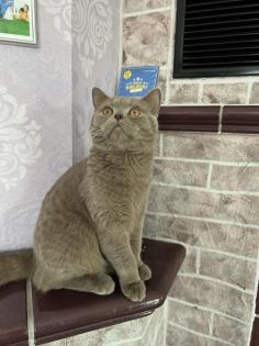 Deckkater BKH reinrassig