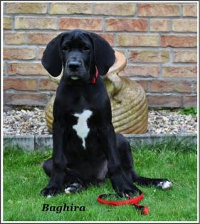Deutsche DoggenWelpen suchen eine liebevolle Familie
