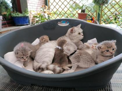 BKH Kitten o. P.