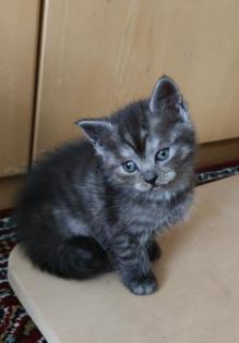 BKH Kitten