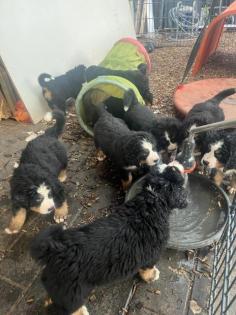 Berner Sennenhund Welpen suchen noch ein Zuhause